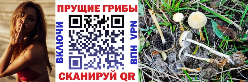 наркотики  Слободской  Галлюциногенные грибы Cubensis 